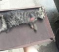 Bursa'da Ayakları Kesilmiş Kedi Yavrusu Bulundu