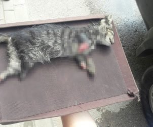 Bursa'da Ayakları Kesilmiş Kedi Yavrusu Bulundu