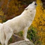 Köpekler Neden Ulur?