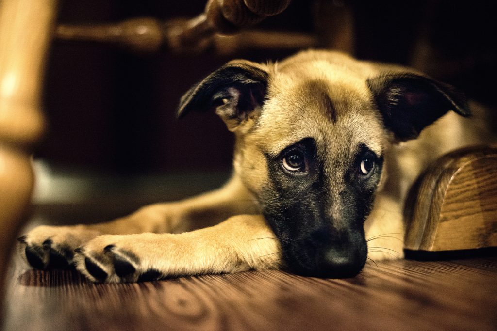 Köpekler Neden Ulur?