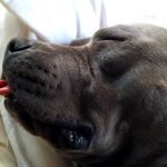 Köpekler Neden Yalar?