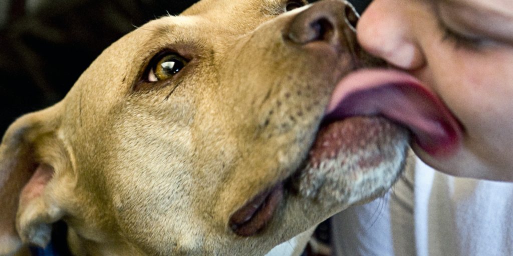 erkek köpekler neden şeyini yalar