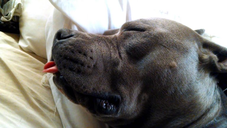 Köpekler Neden Yalar?