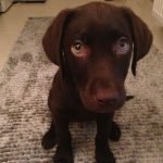 Köpekler Neden Tüy Döker?