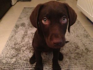 Köpekler Neden Tüy Döker?