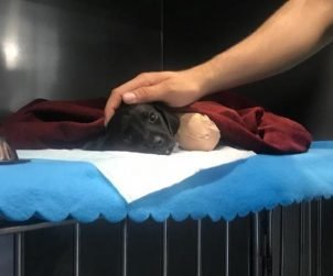 Sakarya'da Bacakları Kesilen Yavru Köpek Kurtarılamadı