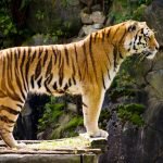 Kaplan Evlat Edinin!