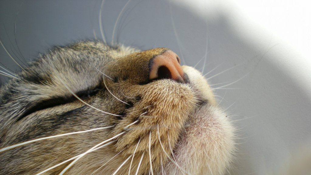 kedi gribi kedi nezlesi belirtisi tedavisi miyhav com