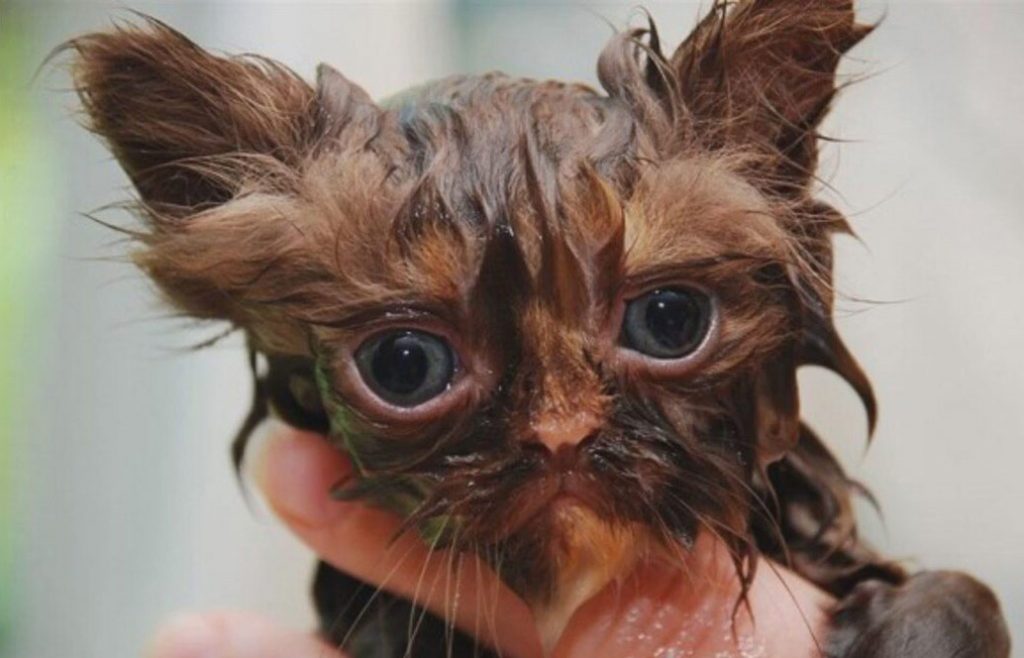 Kedilere Banyo Yaptırılmalı Mıdır?