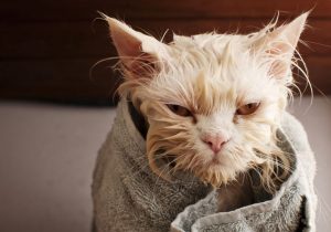 Kedilere Banyo Yaptırılmalı Mıdır?