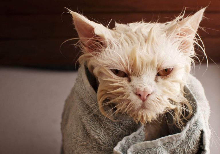 Kedilere Banyo Yaptırılmalı Mıdır?