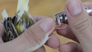 Kanarya Tırnak Kesimi