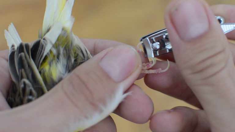 Kanarya Tırnak Kesimi