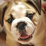 Köpek Yaşı Hesaplama