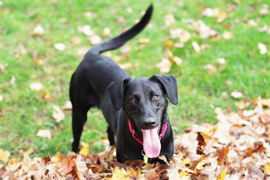 Köpekler Neden Kuyruk Sallar?