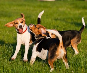 Köpekler Neden Kuyruk Sallar?