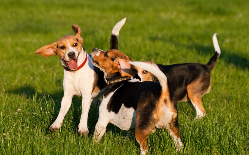 Köpekler Neden Kuyruk Sallar?