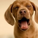 Köpekler Renk Körü Müdür?