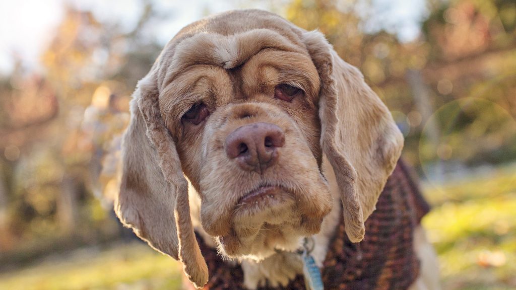 Köpekler Adet Görür Mü