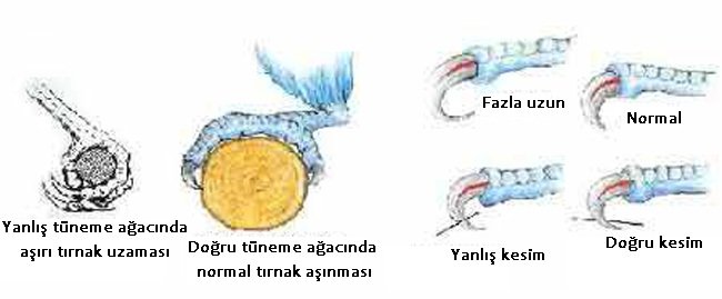 Papağan Tırnak Kesimi