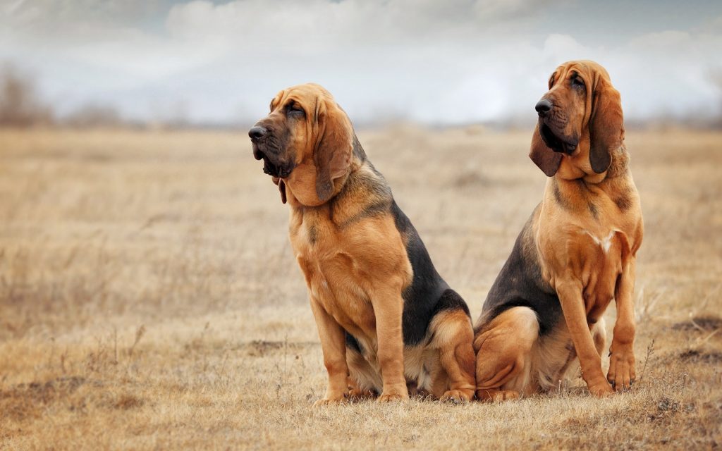 Bloodhound