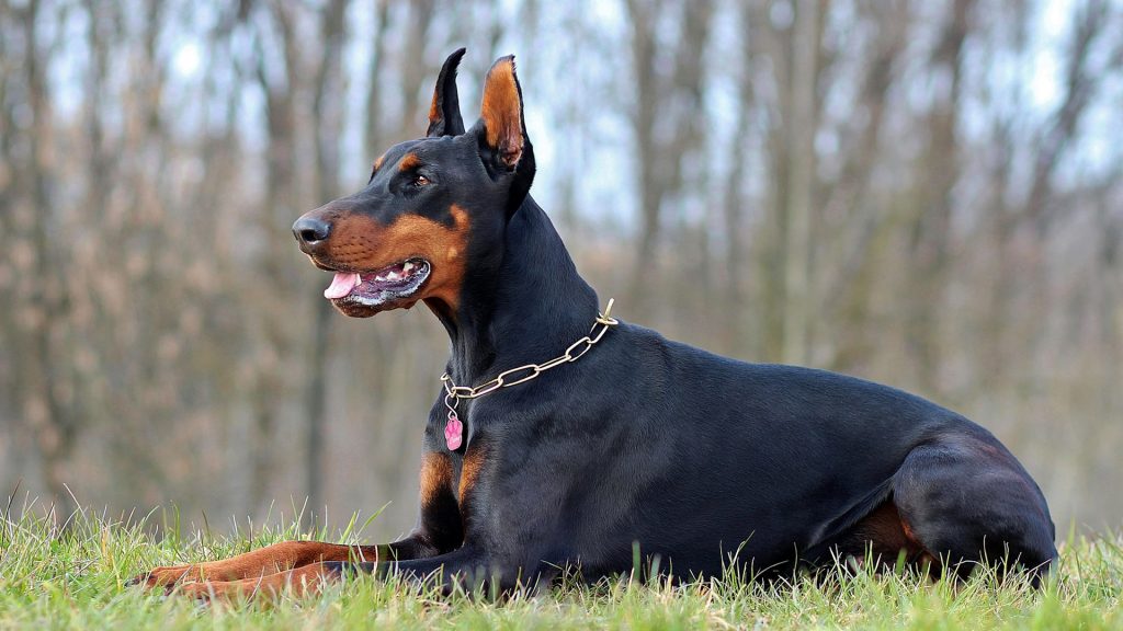 Doberman Pinscher