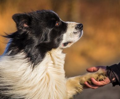 En Zeki 10 Köpek Cinsi