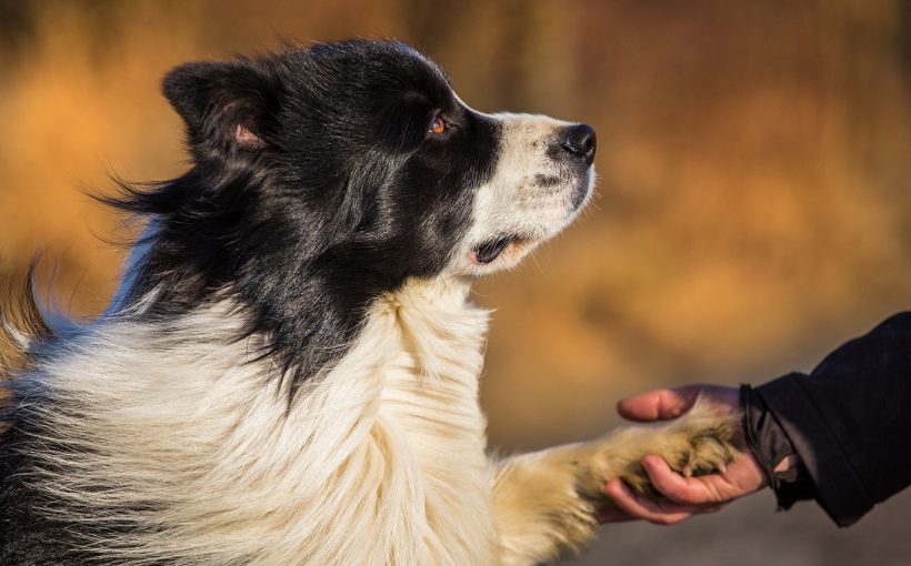 En Zeki 10 Köpek Cinsi