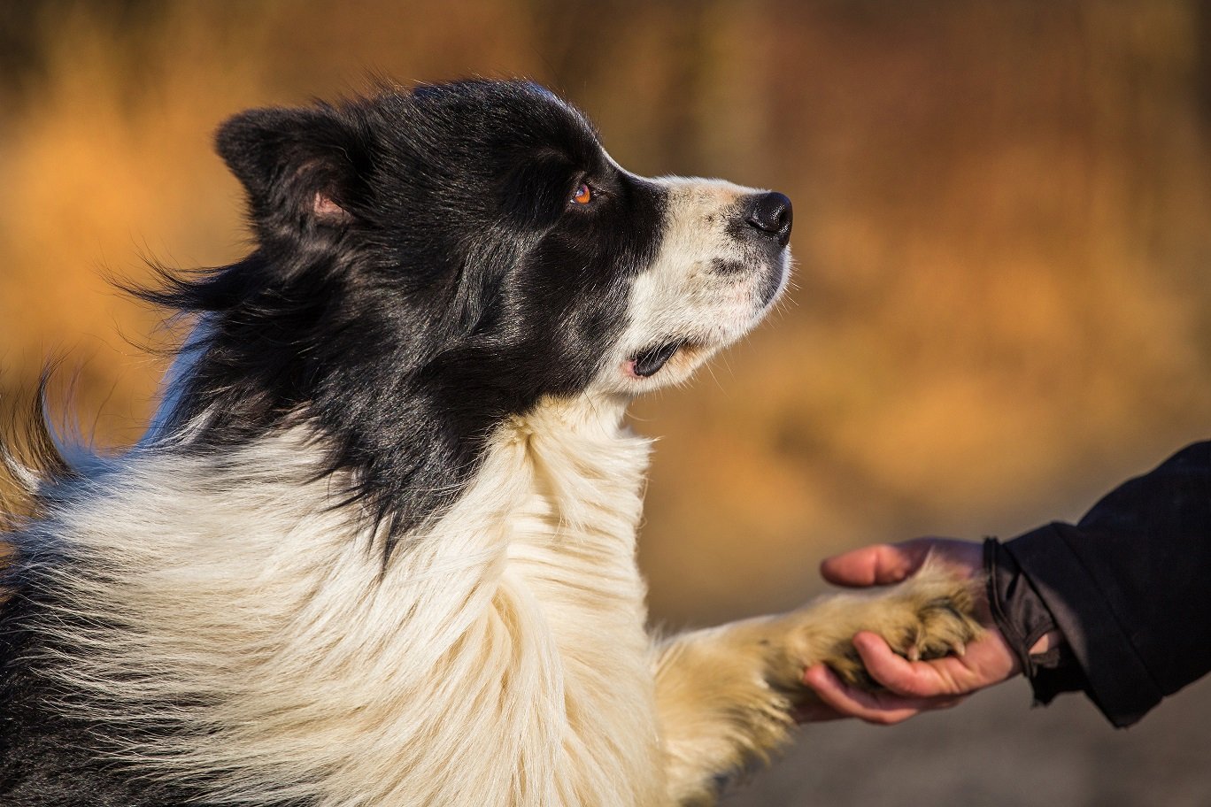 Köpekler Neden Sadıktır