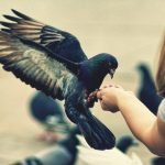 Güvercin Beslerken Bilmeniz Gerekenler