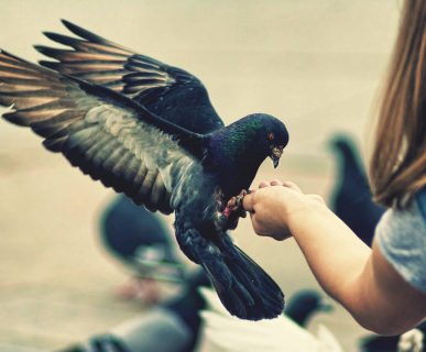 Güvercin Beslerken Bilmeniz Gerekenler