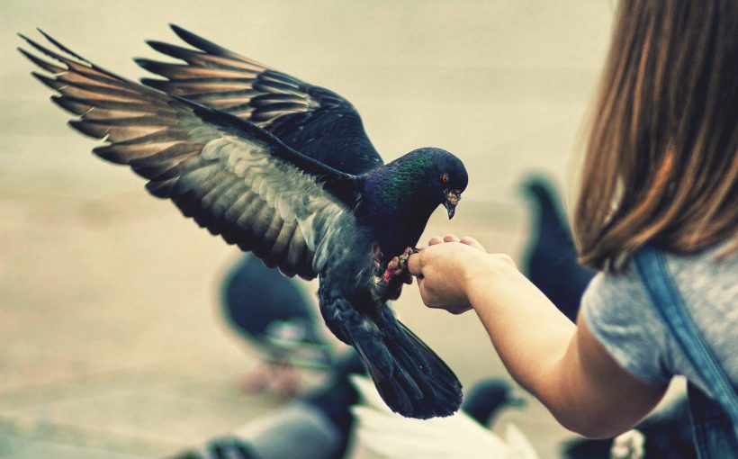 Güvercin Beslerken Bilmeniz Gerekenler