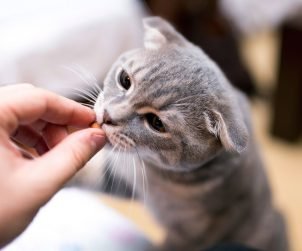 Kedilere Nasıl İlaç İçirilir?