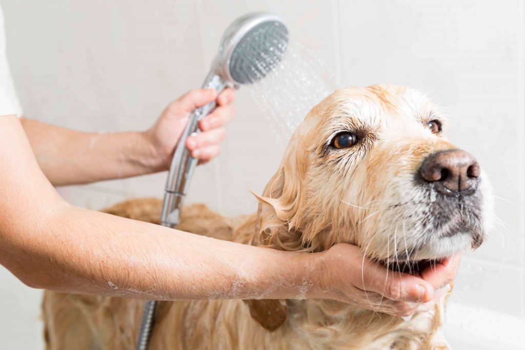 Köpekler Nasıl Yıkanır ve Banyo Yaptırılır?