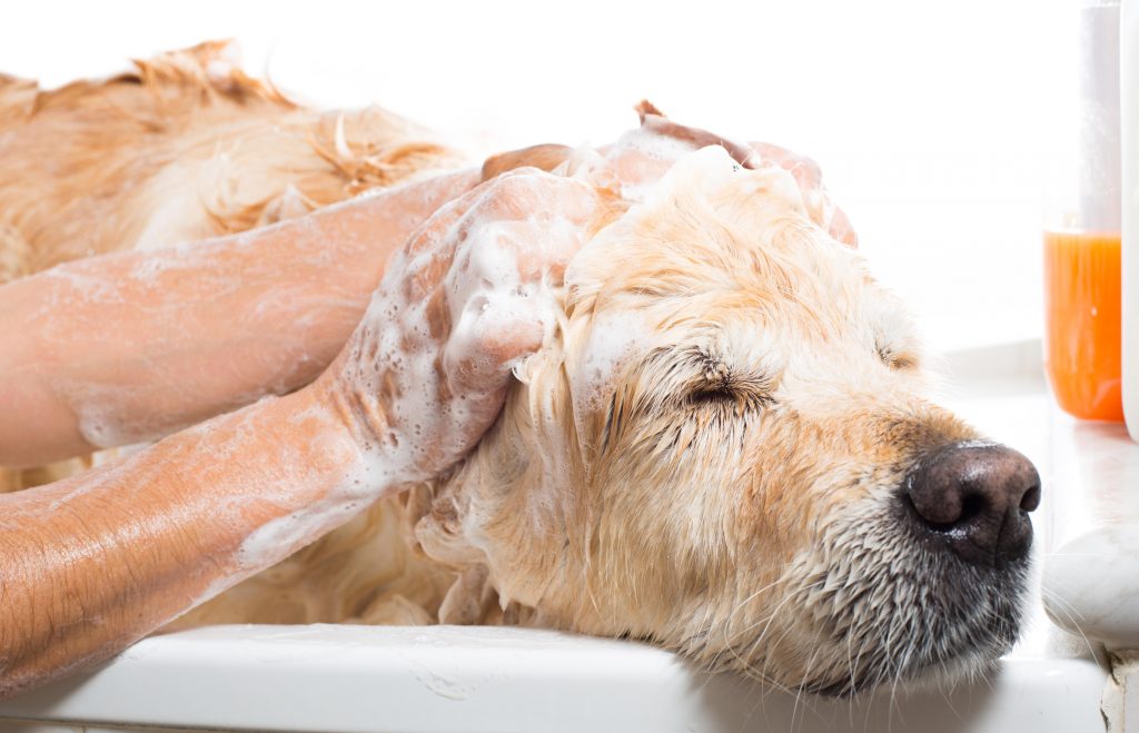 Köpekler Nasıl Yıkanır ve Banyo Yaptırılır?