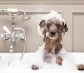 Köpekler Nasıl Yıkanır ve Banyo Yaptırılır?