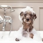 Köpekler Nasıl Yıkanır ve Banyo Yaptırılır?