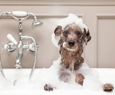 Köpekler Nasıl Yıkanır ve Banyo Yaptırılır?