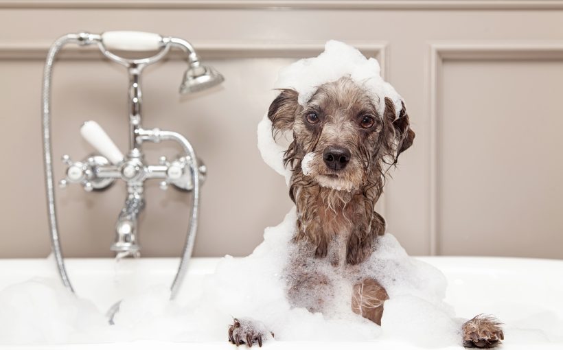 Köpekler Nasıl Yıkanır ve Banyo Yaptırılır?