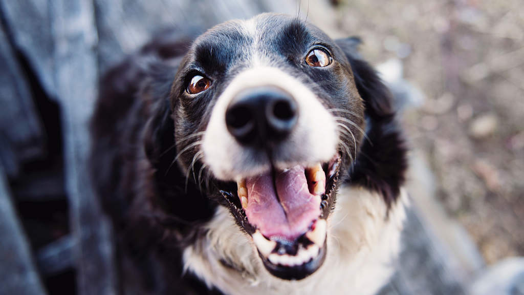 Köpeklerde Diş Bakımı