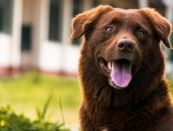 Köpeklerde Diş Bakımı