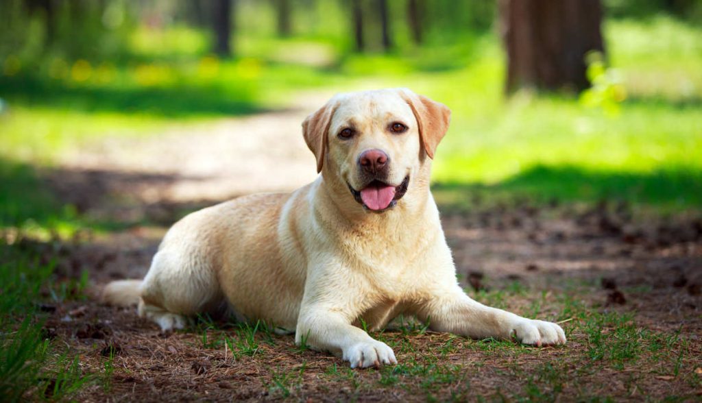 Köpeklerde Diş Bakımı