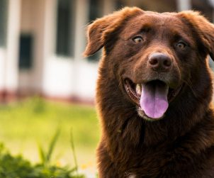 Köpeklerde Diş Bakımı