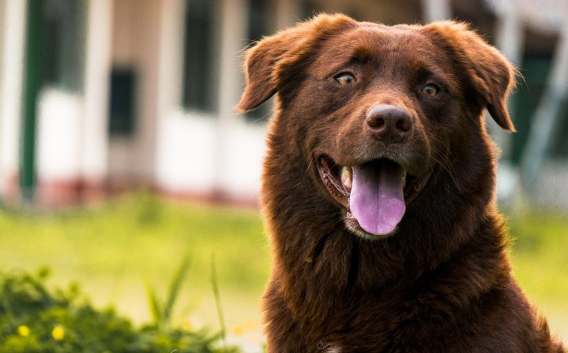 Köpeklerde Diş Bakımı