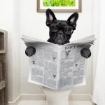 Köpeklere Tuvalet Eğitimi Nasıl Verilir?