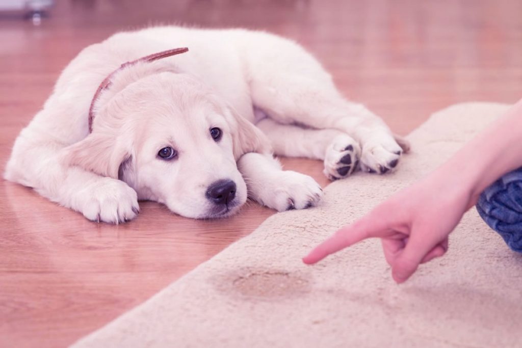 Köpeklere Tuvalet Eğitimi Nasıl Verilir?