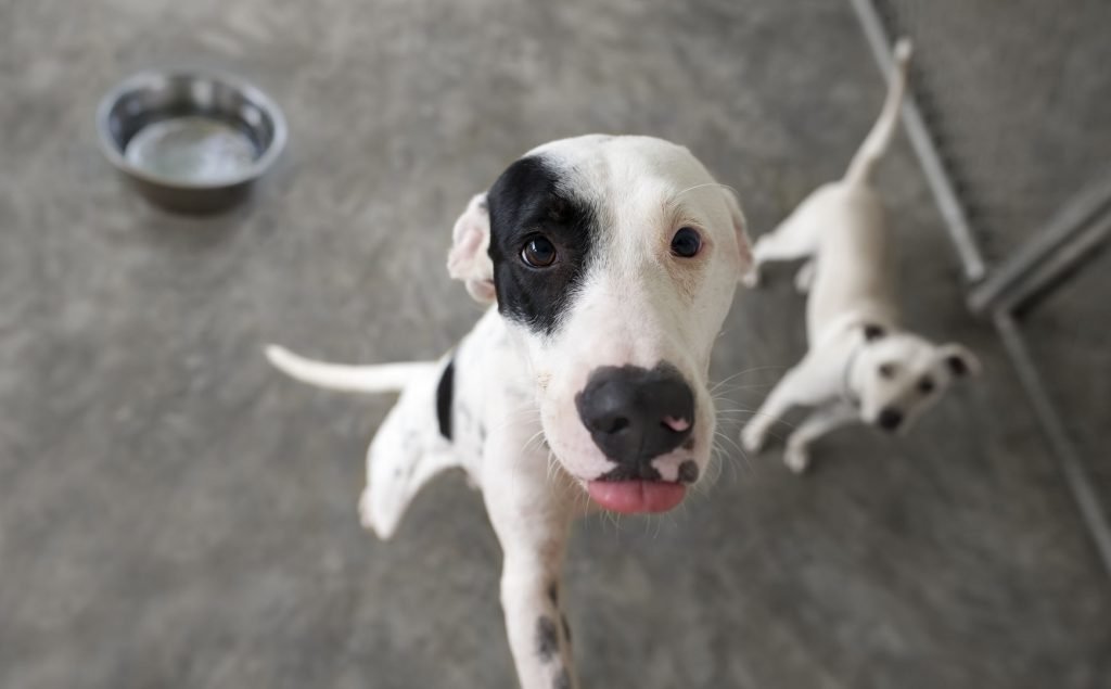 Köpeklere Tuvalet Eğitimi Nasıl Verilir?