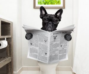 Köpeklere Tuvalet Eğitimi Nasıl Verilir?
