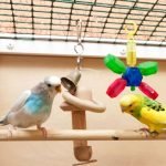 Muhabbet Kuşu Oyuncakları