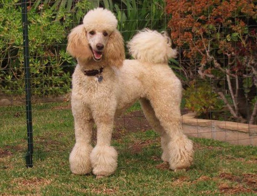 Poodle